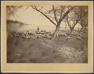 Shepherd and Flock of Sheep