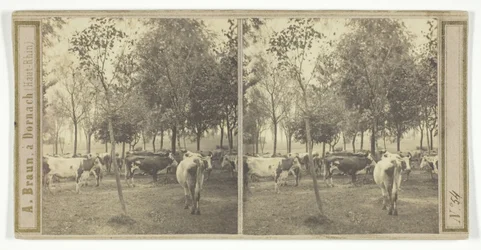 Untitled [Cows]