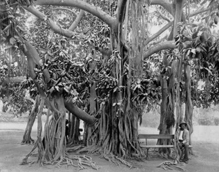 Banyan Tree, Kingston Park, Jamaica, c1905