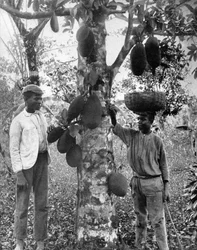Jackfruit, Jamaica