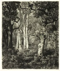Old Oaks at Bas Bréau