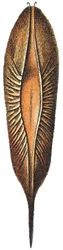 Egg Case of a Chimaera