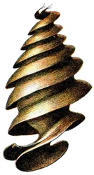 Egg case of a Horn Shark (Heterodontus francisci), 1923
