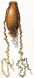 Egg Case of Catshark, 1923