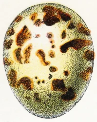 Egg of Eurasian sparrowhawk, 1923
