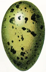 Egg of a Common Loon, 1923
