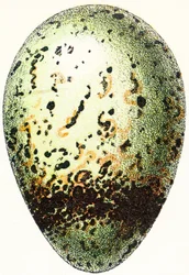 Guillemot Egg, 1923