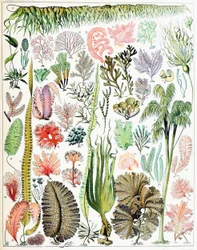 Illustration of Algae and Seaweed c.1923