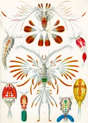 Illustration of Copepods c.1909