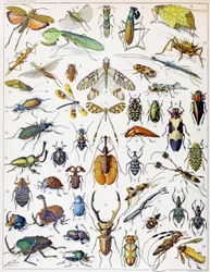 Illustration of Insects, c. 1923