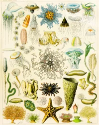 Illustration of Marine Organisms c.1923