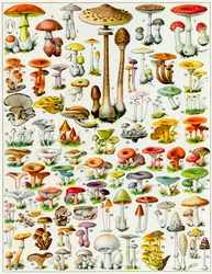 Illustration of Mushrooms c.1923