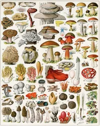 Illustration of Mushrooms c.1923