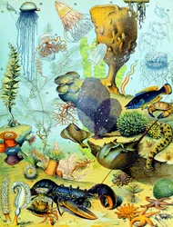 Illustration of an Underwater Scene c.1923