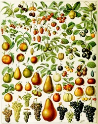 Illustration of Fruit c.1923