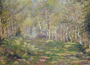 Silver Birches