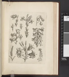 Illustration of plants, 