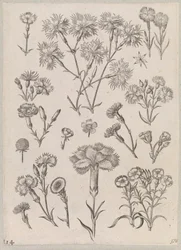 Carnation