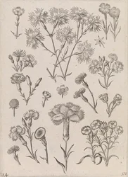 Daffodils