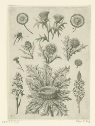 Various Thistles (Florilegium)