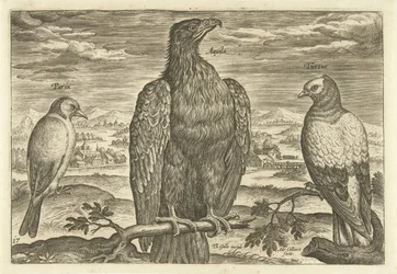 Three Birds in a Landscape (series title: Avivm Vivae, Birds)
