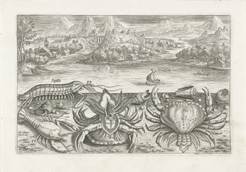 Some Shellfish on the Beach (series title) Piscivm vivae icones (series title)