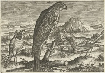 Several Birds in a Landscape (Birds)
