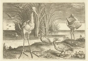 Some Waterfowl on a Shore Birds (series title)