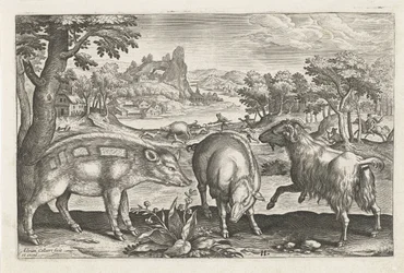 Goat and Pigs