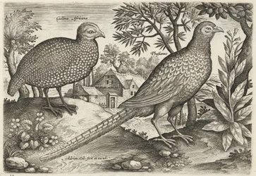 Guinea Fowl and Pheasant