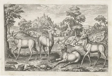 Deer