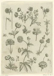 Ranunculus, Primula, and Buttercups (Florilegium)