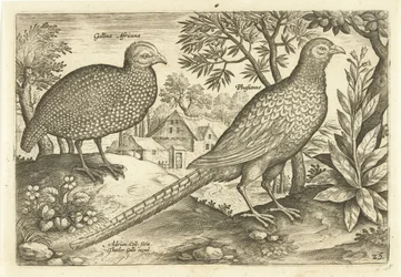 Two Chickens in a Landscape (Avivm Vivae series)