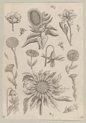 Two Sunflowers