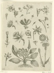 Various Flowers, Including Trumpet Daffodils