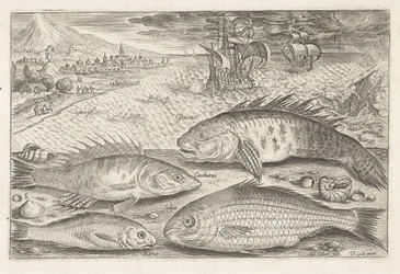 Four Fish on the Beach (Fish) (Piscivm vivae icones)