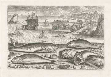 Five Fish on the Beach (series title) Piscivm vivae icones (series title)