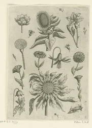 Sunflower and Other Flowers