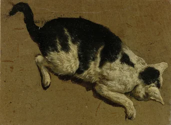 Cat from above
