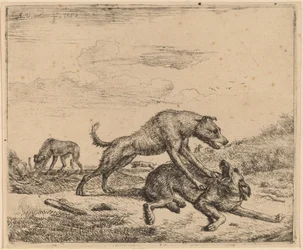 Fighting Dogs