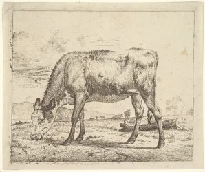 Grazing Calf, from Different Animals, 1658