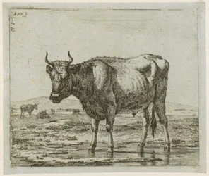 Bull Standing in Water, Plate 6 from the Series “Various Animals”