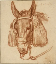 Head of a Donkey with Bridle
