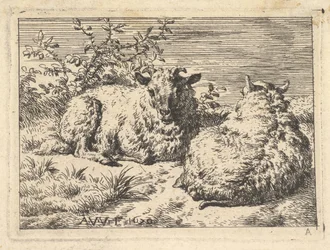 Two Recumbent Sheep