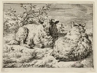 Two Sheep