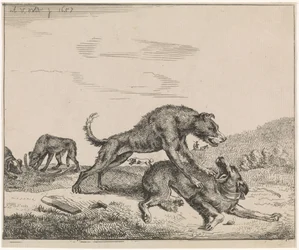 Fighting Dogs