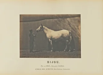 Jewel