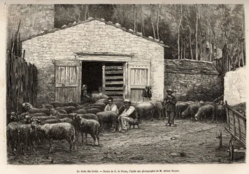 The sheep trade, all the staff of the farm were employed in this task, boy, servant, under the supervision of the shepherd, engraving after a drawing by A. Marie, illustrating a journey to Roquefort and its surroundings, by Adrien Roques and Jules Charton