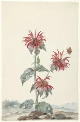 A Red Bergamot in a Landscape