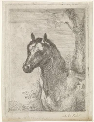 Horse head